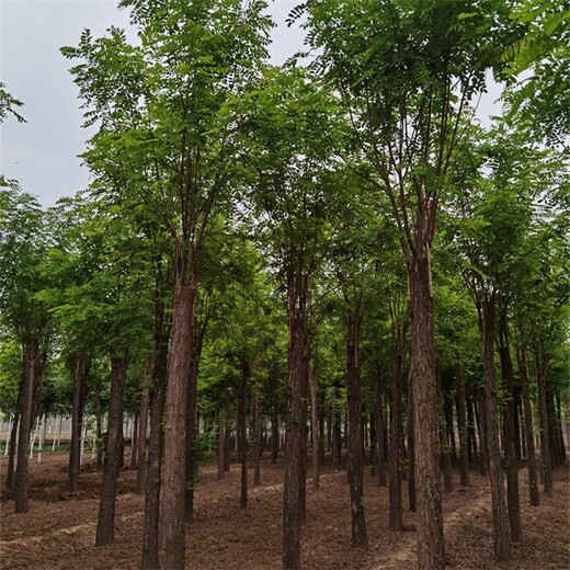 重庆香花槐种植-重庆香花槐批发