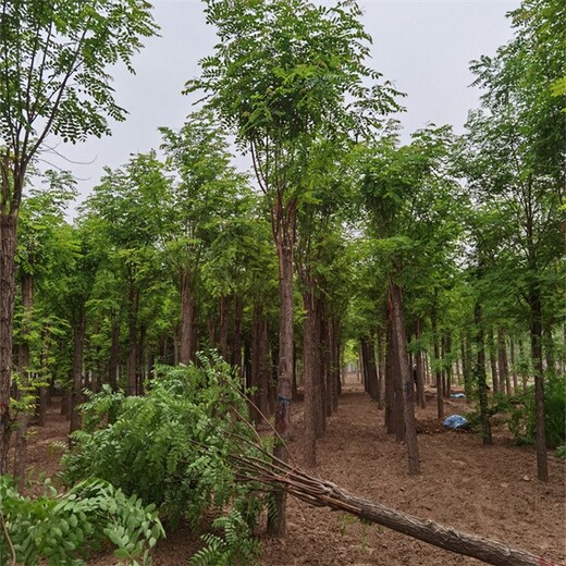 香花槐苗木行情