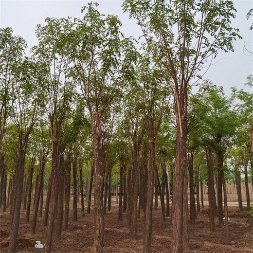 8公分香花槐产地,红花刺槐