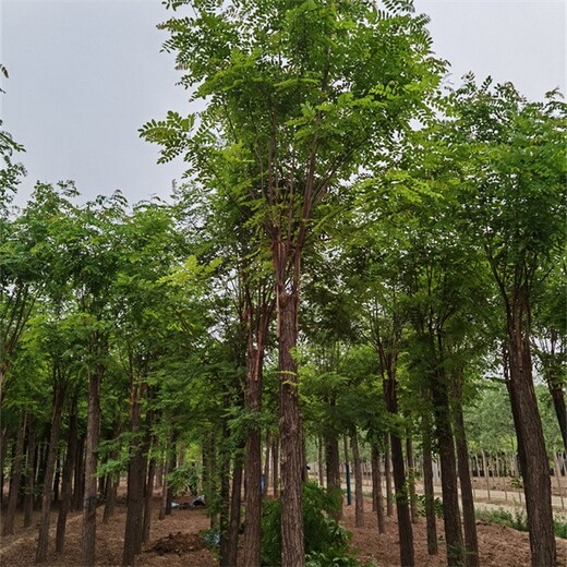 吉林长春香花槐基地出售