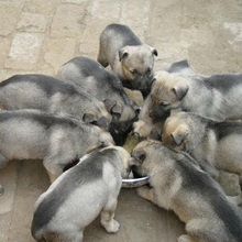 南京改良肉狗市场报价,肉狗养殖成本和利润