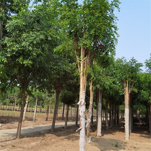 博野香花槐树基地,红花刺槐