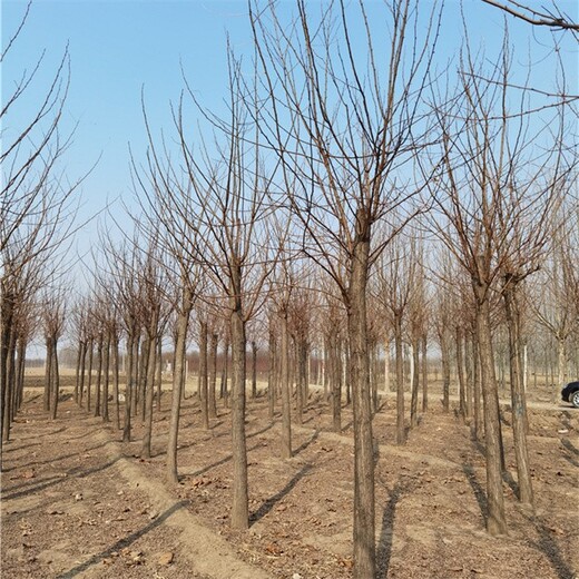 世泽白花刺槐基地,16公分刺槐市场价格