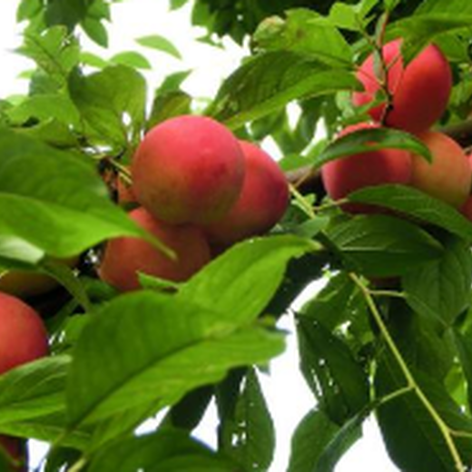 天津绿化树苗木评估果树果园征收评估