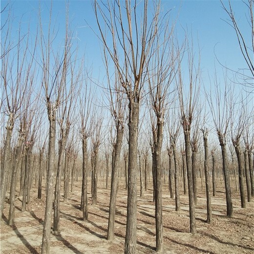 广东香花槐树基地,红花刺槐