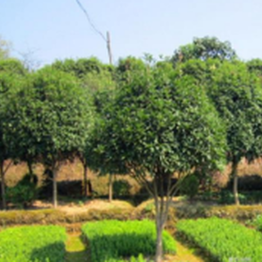 上海苗木评估公司桂花树苗木评估种植园拆迁评估