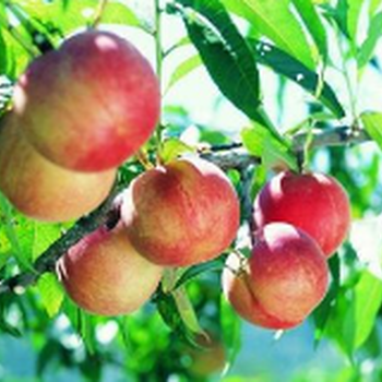 重庆景观树苗木价值评估果树果园征收评估