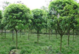 上海苗木评估公司桂花树苗木评估苗圃花圃专业拆迁评估