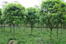 重庆苗木园林评估果树果园征收评估图片2