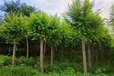 北京苗木评估公司桂花树苗木评估采摘园苗圃评估
