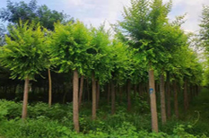 上海苗木评估公司桂花树苗木评估苗圃果园赔偿评估图片0