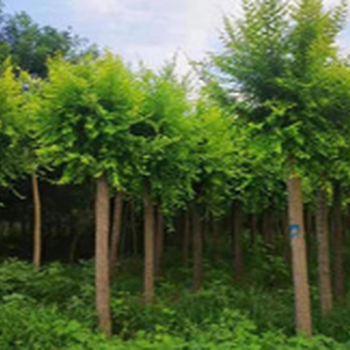 上海苗木评估公司桂花树苗木评估苗圃果园赔偿评估