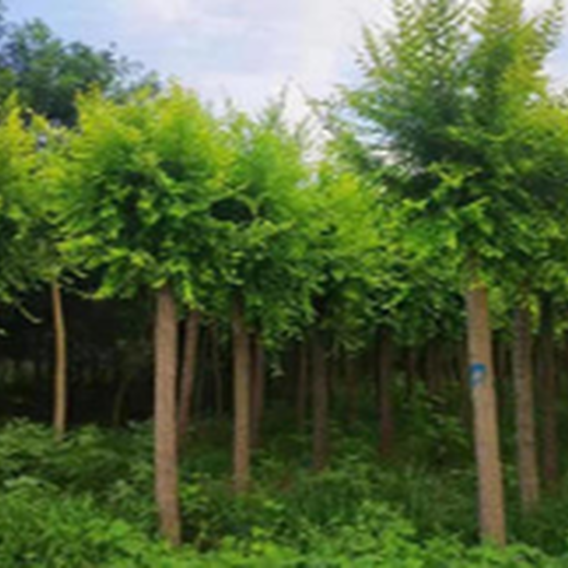 北京苗木评估公司桂花树苗木评估苗木园林拆迁评估