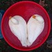 乌海宠物柯尔鸭,景区展览观赏网红柯尔鸭