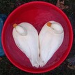 甘孜柯尔鸭养殖需要办理哪些手续,景区展览观赏网红柯尔鸭图片