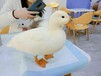 日喀则宠物柯尔鸭养殖厂家,小体型成年观赏宠物鸭