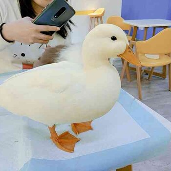 深圳观赏柯尔鸭,小体型成年观赏宠物鸭