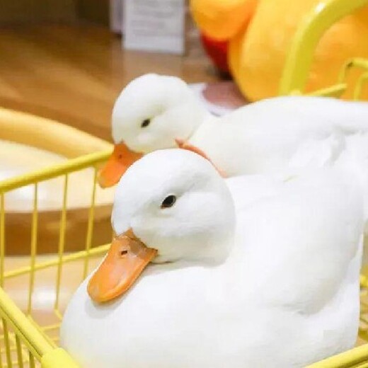 湘西观赏柯尔鸭养殖厂家报价,小体型成年观赏宠物鸭