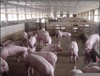 天津养猪场评估养殖场评估公司鸡鸭鹅养殖评估,养殖场补偿评估