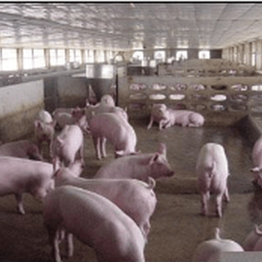 天津养猪场评估养殖场评估公司鹌鹑养殖场评估,养殖场损失评估