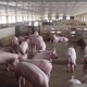 河南养猪场评估养殖场评估公司枸杞种植评估图