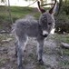 梧州寵物小毛驢,生態園觀賞萌寵驢
