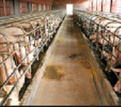 河北养猪场评估养殖场评估公司商品猪养殖评估,养殖场补偿评估