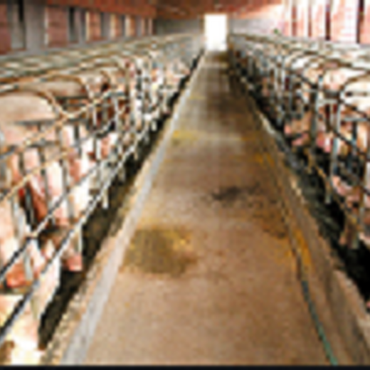 重庆养猪场评估养殖场评估公司香猪养殖场评估