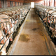 重庆养猪场评估养殖场评估公司锦鲤养殖场评估图