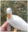 西藏网红柯尔鸭吃什么食物,景区展览观赏网红柯尔鸭图片