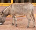 贵州动物园小毛驴报价及图片