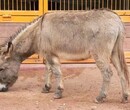 临沂动物园小毛驴哪里可以买到图片