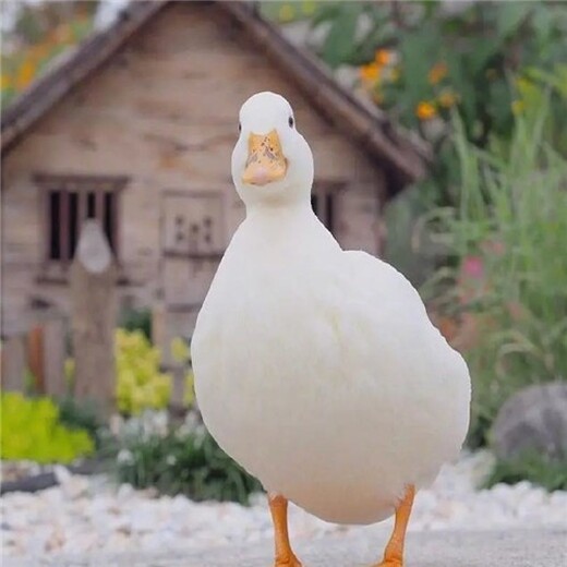 貴港柯爾鴨,小體型成年觀賞寵物鴨