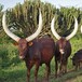 寧波港非洲驢皮進口報關清關代理省時間,非洲驢皮進口