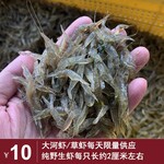 2021年10月大河虾/草虾每天限量供应不到一百斤，每只2公分左右价格10元每斤