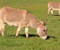 贵州动物园小毛驴养殖需要多少钱