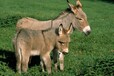 动物园宠物小毛驴苗养殖条件,观赏骑乘袖珍驴