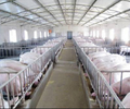 湖南養豬場評估養殖場評估公司畜牧養殖拆遷評估