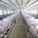 河南养猪场评估养殖场评估公司奶牛养殖场评估图