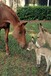 北京寵物小毛驢幼崽多少錢一只,觀賞騎乘袖珍驢
