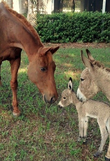 上海动物园小毛驴养殖前景怎样,观赏骑乘袖珍驴