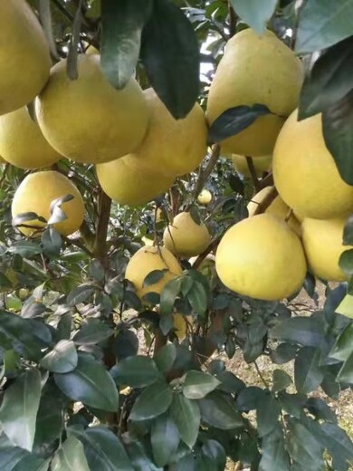南平马家柚生产基地
