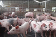 重庆养猪场评估养殖场评估公司奶牛养殖场评估,养殖场拆迁评估公司