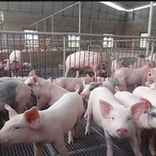 天津养猪场评估养殖场评估公司养鸭场评估