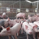 河南养猪场评估养殖场评估公司芽苗菜种植评估图