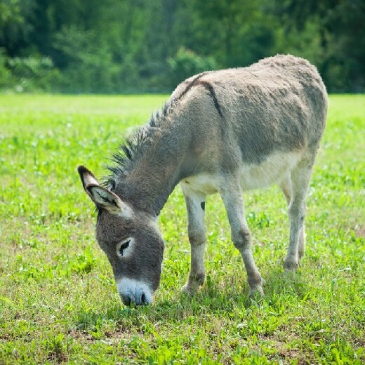动物园小毛驴幼崽多少钱一只,观赏骑乘袖珍驴