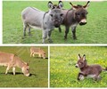 觀賞寵物小毛驢養殖需要辦理哪些手續,生態園觀賞萌寵驢