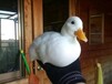 红河柯尔鸭养殖周期,小体型成年观赏宠物鸭