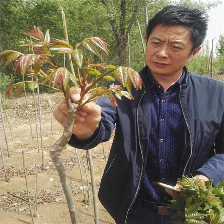 泰山香椿树苗 2年香椿树苗批发价格 1米香椿树苗价格