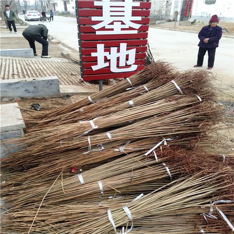 紅油香椿樹苗效益 香椿樹苗種植技術